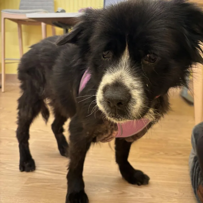 A senior medium-sized female Black English Cocker Spaniel dog named Grandmama for adoption in San Francisco, CA