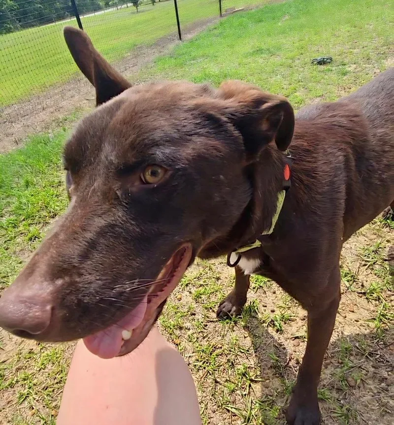 Astro The Amazing