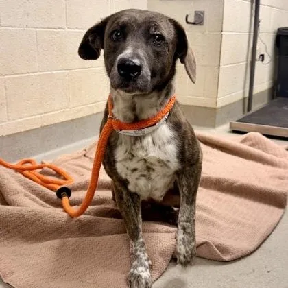 An adult large-sized female Mixed Breed dog named Pinecone for adoption in Athens, GA