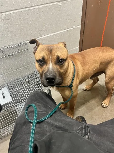 A young medium-sized male Terrier dog named Toffee for adoption in Olivette, MO