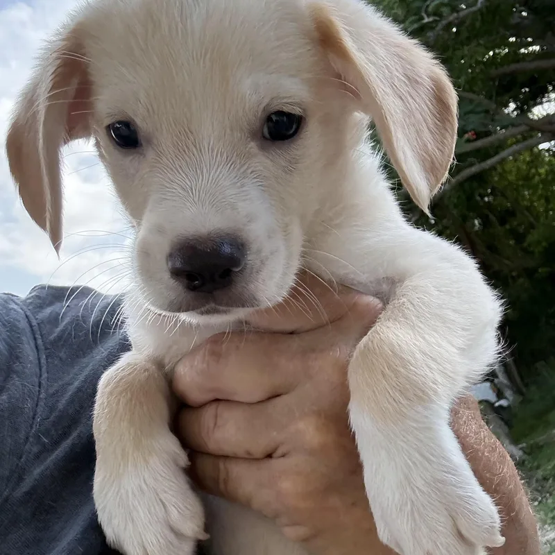 A baby small-sized male Spaniel dog named English for adoption in ISABELA, PR