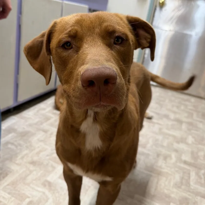 Stray M FOUND 