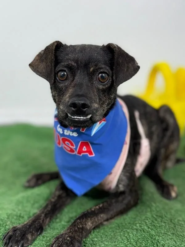 A young small-sized male Black Chihuahua dog named Richie for adoption in Carlsbad, CA