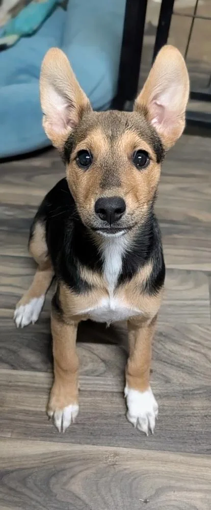A baby medium-sized female Brown / Chocolate Husky dog named Chengdu J for adoption in Waunakee, WI