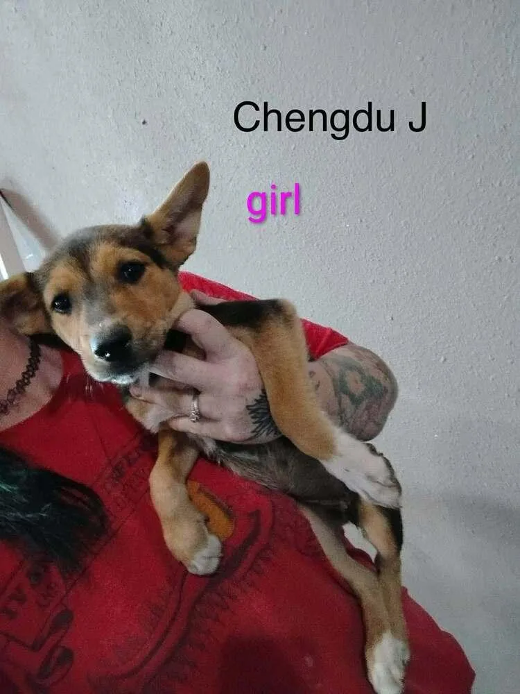Chengdu J thumbnail 3