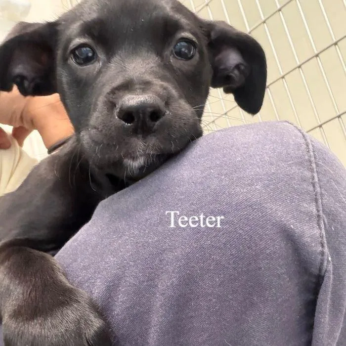Teeter