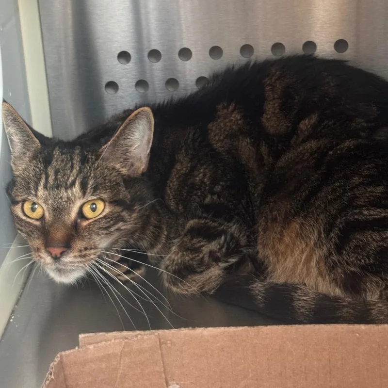 An adult medium-sized male Brown / Chocolate Domestic Short Hair cat named Yoshi for adoption in Lynchburg, VA