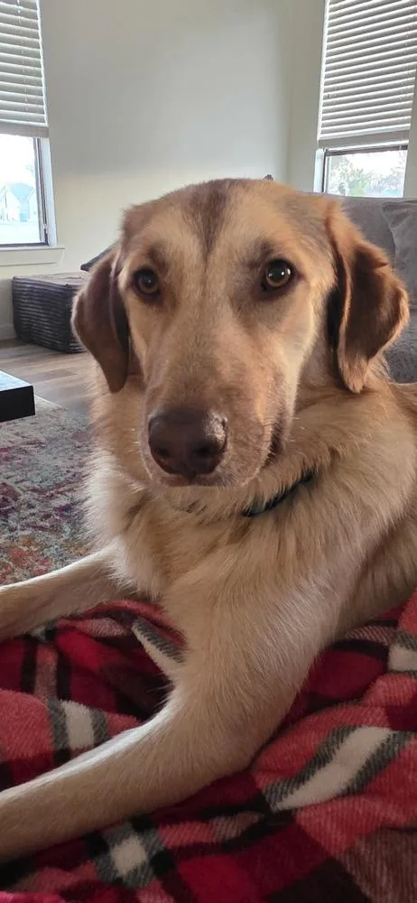 A young medium-sized female Labrador Retriever dog named Madi for adoption in Dallas, TX