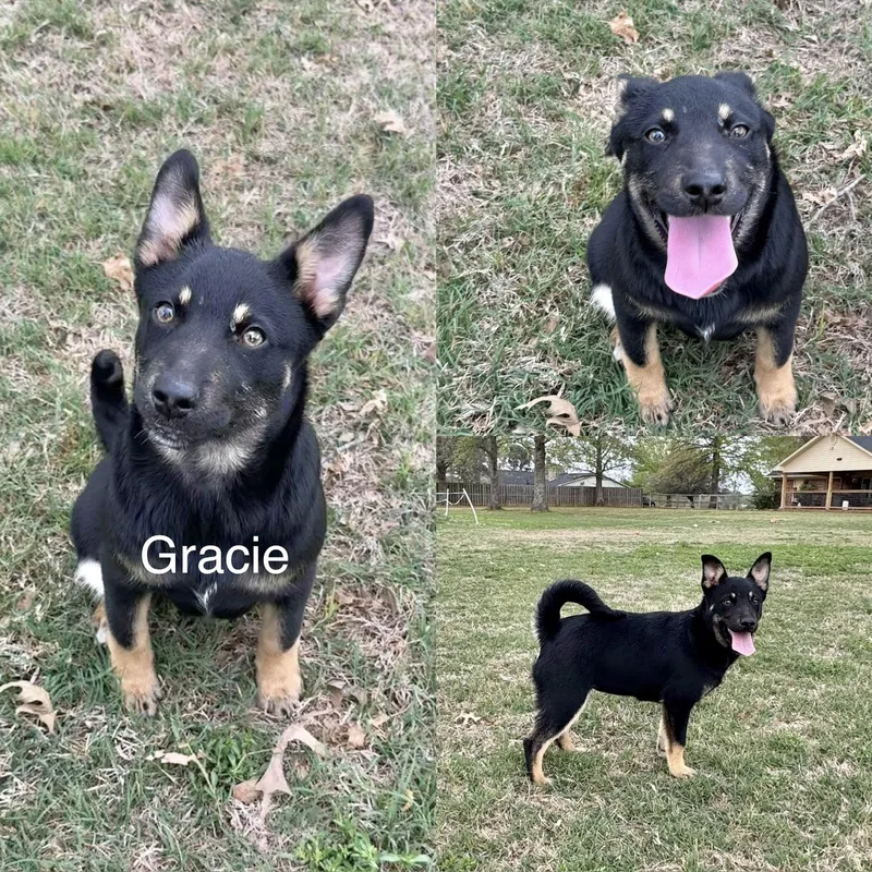 Gracie