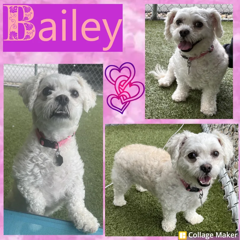 Bailey