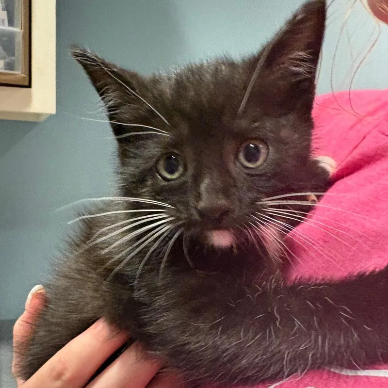 A baby small-sized male Black Domestic Short Hair cat named Felix for adoption in Chattanooga, TN