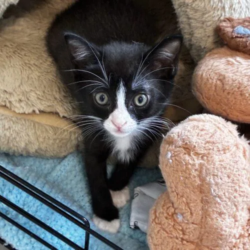 A baby small-sized female Domestic Short Hair cat named Monday for adoption in Tampa, FL