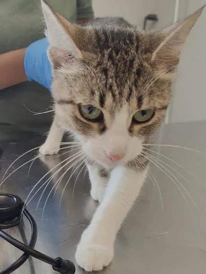 An adult medium-sized female Domestic Short Hair cat named Sparkler for adoption in Lafayette, IN