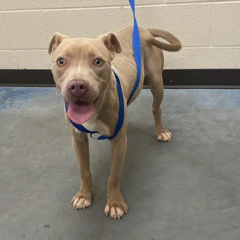 A baby medium-sized female Yellow / Tan / Blond / Fawn Mixed Breed dog named Mojito for adoption in Memphis, TN