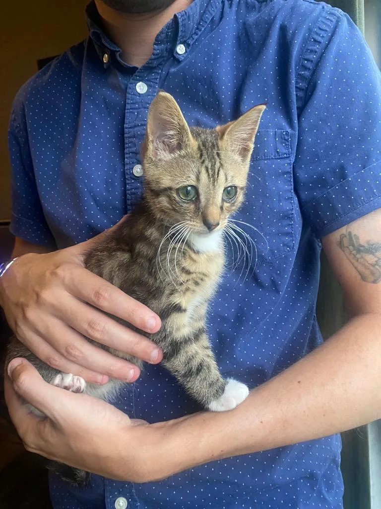 A baby medium-sized male Domestic Short Hair cat named Oracle for adoption in Gorham, ME