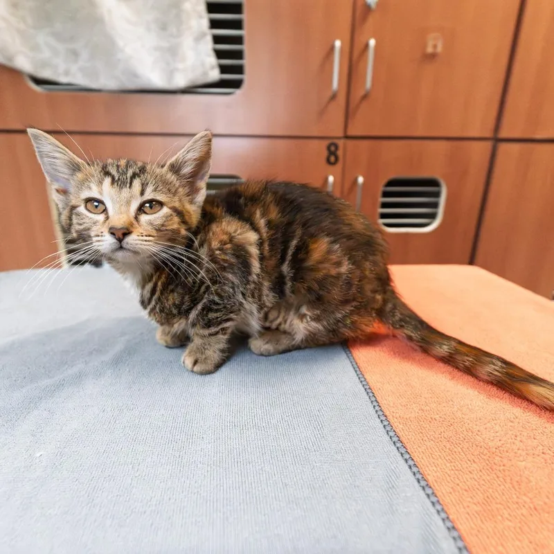 A baby small-sized female Brown / Chocolate Domestic Short Hair cat named Tilt A Whirl for adoption in South Elgin, IL