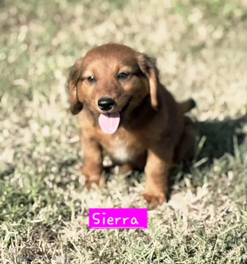 A baby small-sized female Brown / Chocolate Dachshund dog named Serria for adoption in Norfolk, MA