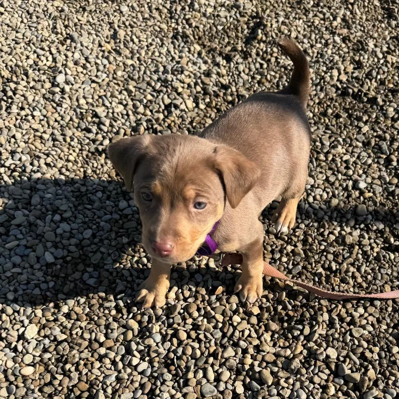 Kaia