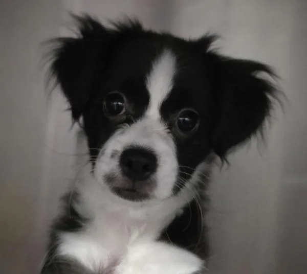A baby small-sized male Spaniel dog named Carousel for adoption in Escondido, CA