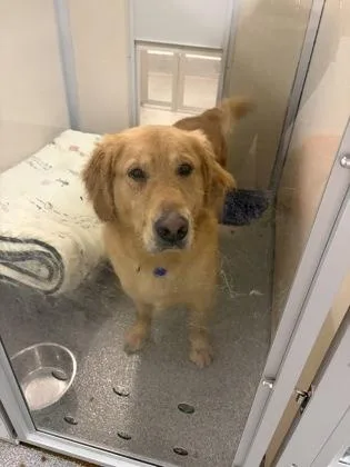 An adult large-sized male Golden Retriever dog named Baja Blast for adoption in Bellevue, WA