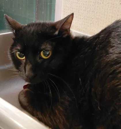 An adult medium-sized male Black Domestic Short Hair cat named Crash for adoption in Stanwood, WA