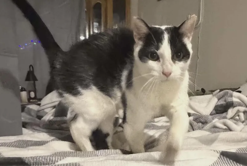 An adult medium-sized female Black & White / Tuxedo Domestic Short Hair cat named Lake for adoption in Breinigsville, PA