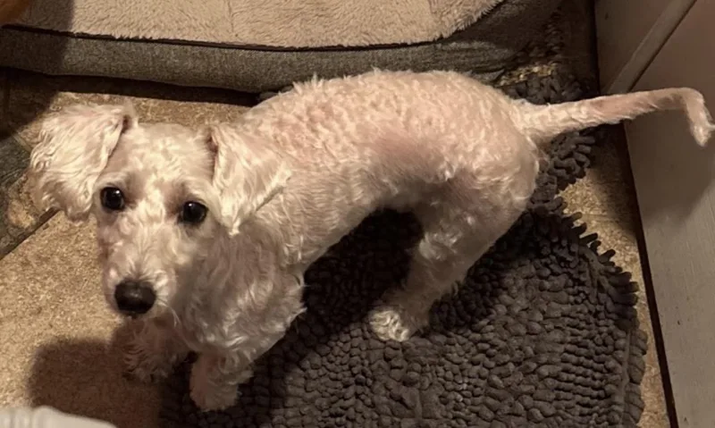 An adult small-sized female Poodle dog named Neli for adoption in Grand Prairie, TX