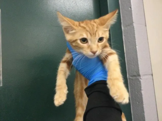 A baby small-sized male Domestic Short Hair cat named Jamba for adoption in Thousand Palms, CA
