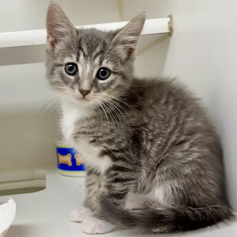 A young small-sized male Domestic Short Hair cat named Gulliver for adoption in Reisterstown, MD