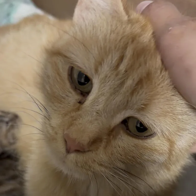 A young medium-sized female Orange / Red Domestic Short Hair cat named Miso ARC for adoption in Akron, NY