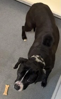 A young large-sized female Labrador Retriever dog named Da   Marie for adoption in Glen Allen, VA