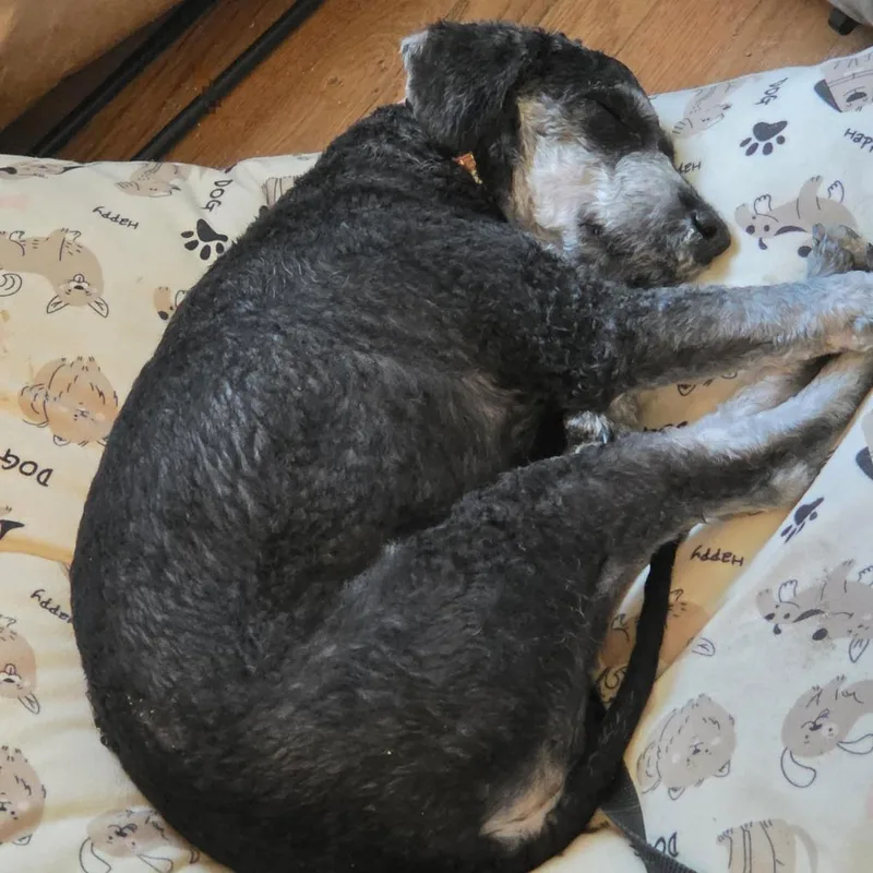 A young small-sized male Black Poodle dog named Reggie for adoption in Harrisonburg, VA