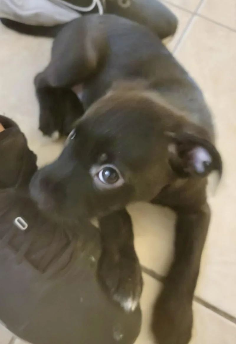 Henrietta thumbnail 2