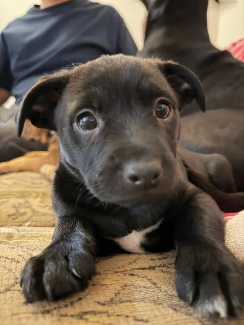 Henrietta thumbnail 3