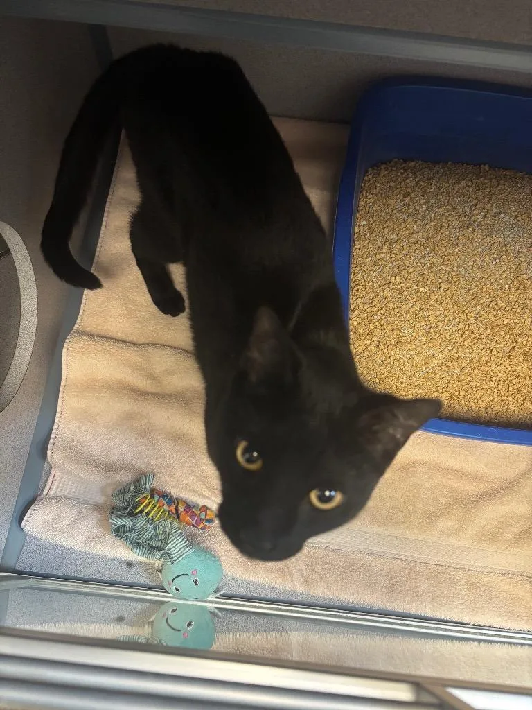 A young large-sized male Domestic Short Hair cat named Eddie for adoption in Liverpool, NY