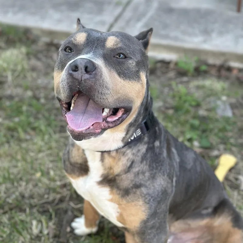 An adult large-sized male Gray / Blue / Silver Mixed Breed dog named Bubs for adoption in Newark, NJ