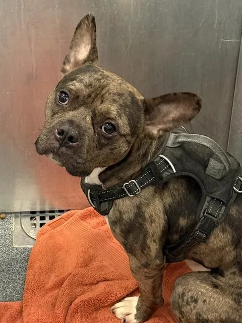 A young small-sized male Mixed Breed dog named Chip for adoption in Dallas, TX