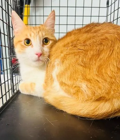 An adult small-sized male Domestic Short Hair cat named Lucky for adoption in Largo, FL