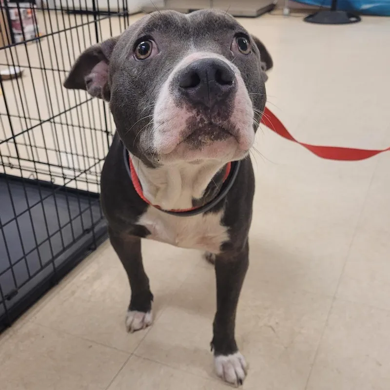 An adult medium-sized male Gray / Blue / Silver Mixed Breed dog named Emmit for adoption in Lake Panasoffkee, FL