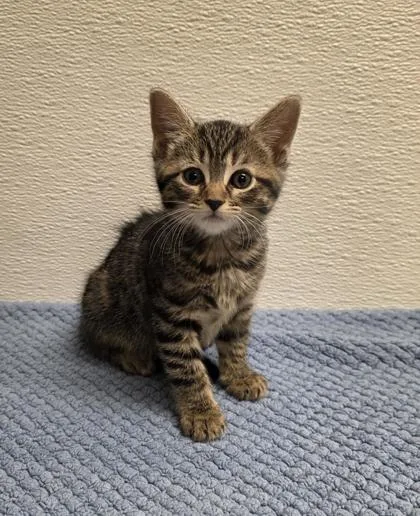 A baby small-sized female Domestic Short Hair cat named Teacup for adoption in Phoenix, AZ