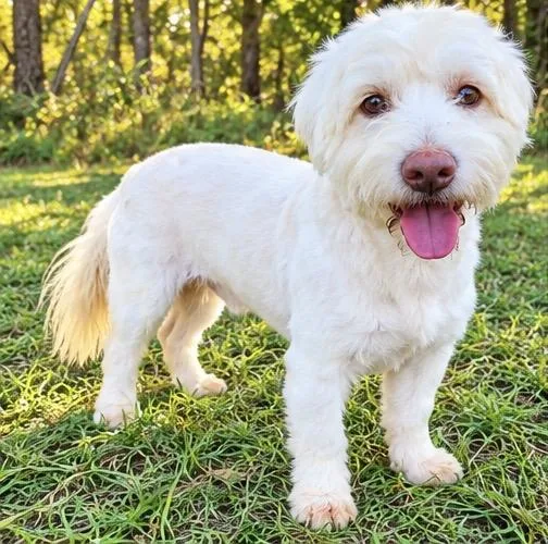 A young small-sized male White / Cream Maltipoo dog named Thadeo for adoption in Foley, AL