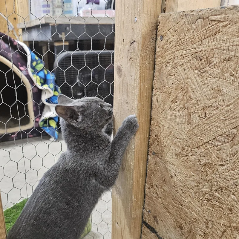 A baby medium-sized male Domestic Short Hair cat named Thistle for adoption in Richmond, VA