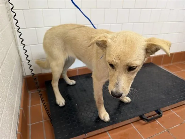 A young large-sized female Labrador Retriever dog named Lexi for adoption in Camarillo, CA