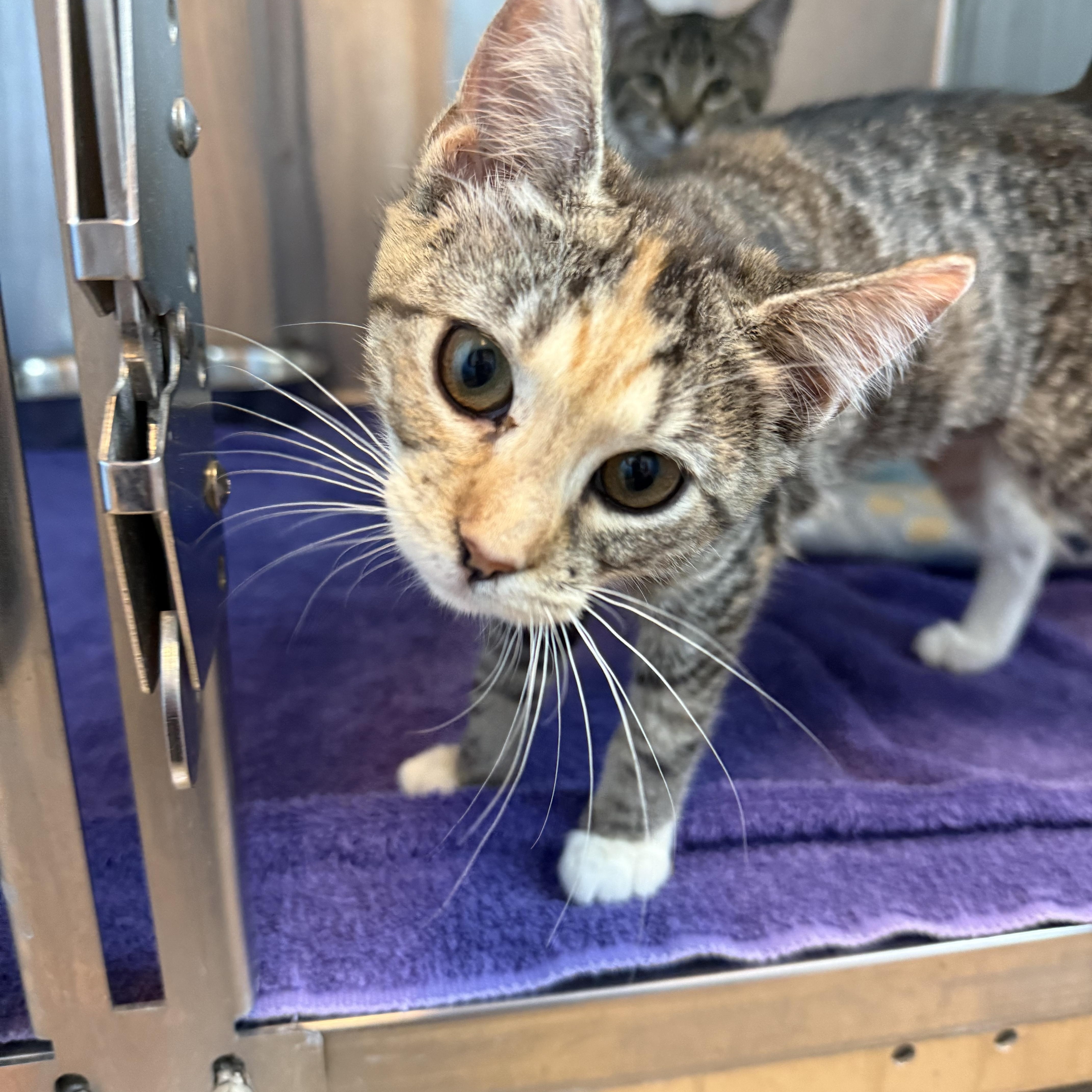 A young medium-sized female Calico Domestic Short Hair cat named Bulova for adoption in Brookings, SD