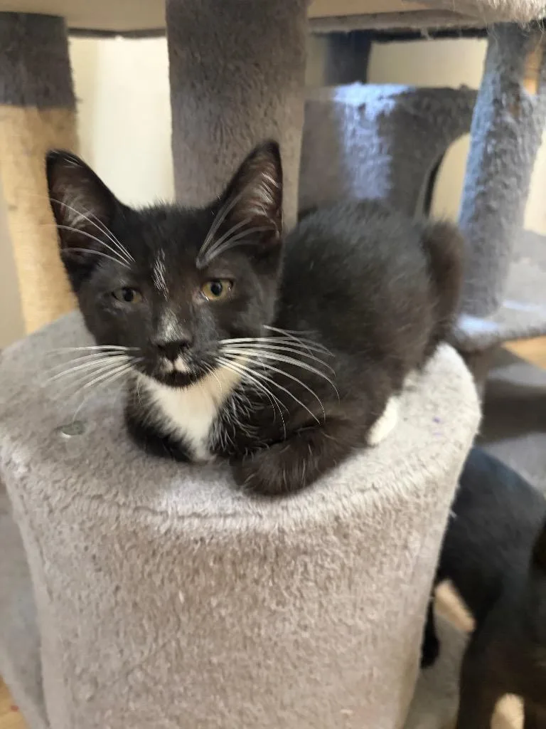A baby medium-sized male Domestic Short Hair cat named Booger for adoption in Lancaster, PA