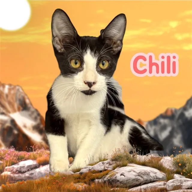 A baby small-sized male Domestic Short Hair cat named Chili for adoption in Visalia, CA
