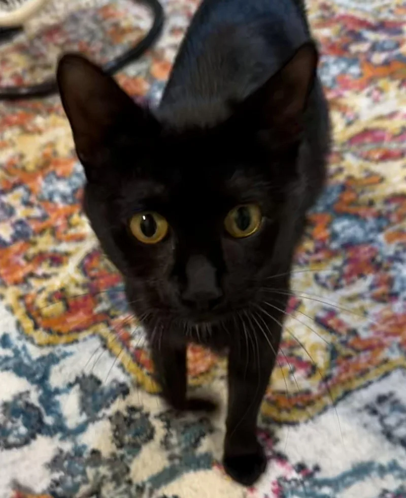 An adult medium-sized female Black Domestic Short Hair cat named Roxie Hart for adoption in Trenton, NJ