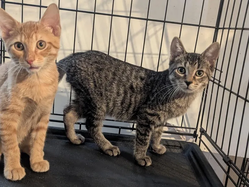 A baby medium-sized male Domestic Short Hair cat named Mikey and Moose for adoption in Sudbury, MA