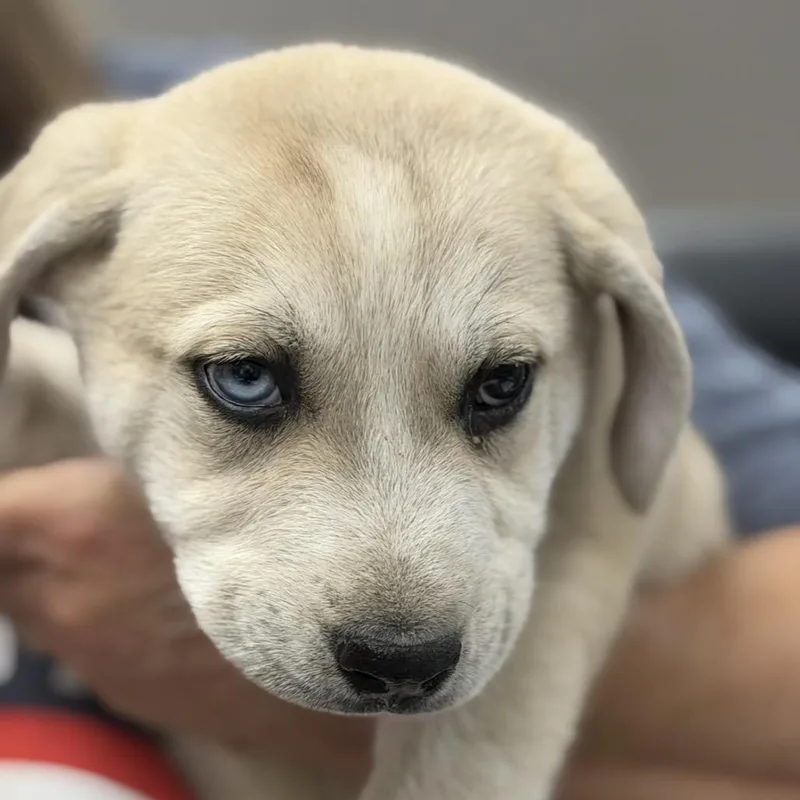 A baby medium-sized male White / Cream Great Pyrenees dog named Pluto for adoption in Midland, TX