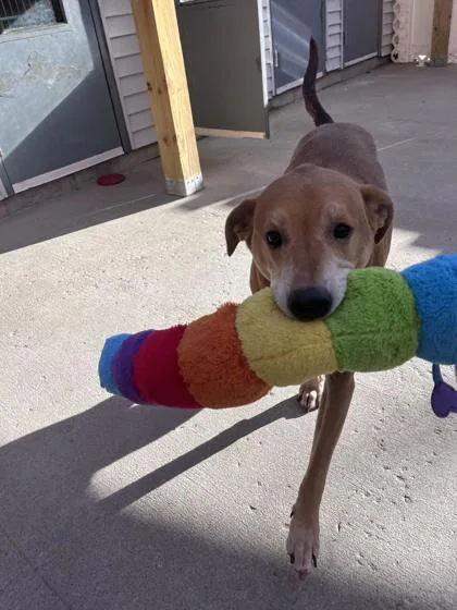 Loki  Please Read thumbnail 3